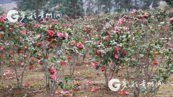 多彩貴州網(wǎng) 做大花卉苗木經(jīng)濟(jì) 凱里旁海鎮(zhèn)叫青山變 金山
