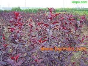 青州芊芊花卉苗木批發(fā)供應(yīng)山東綠化苗木,山東草花苗木,優(yōu)質(zhì)植樹袋,植樹袋供應(yīng)