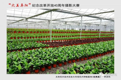 40年,阜陽(yáng)的71個(gè)精美瞬間