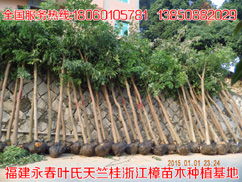 精品推薦 葉金枝 個(gè)人 天竺桂最新價(jià)格行道樹花木批發(fā)基地