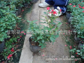 微型月季,月季精品,微型月季報(bào)價(jià),優(yōu)質(zhì)微型月季