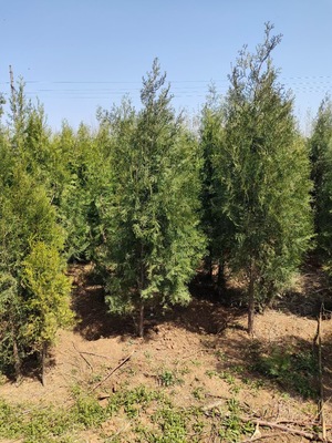 側(cè)柏種植基地 長(zhǎng)秀花卉苗木基地 現(xiàn)挖現(xiàn)賣(mài)