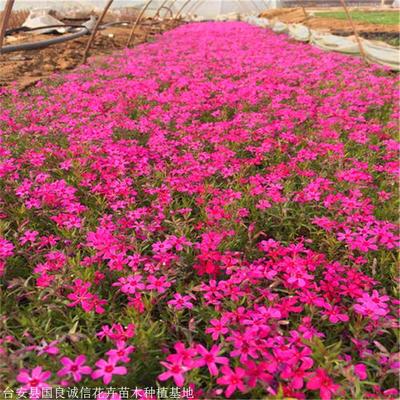 國(guó)良花卉 芝櫻小苗 芝櫻好貨源 信賴(lài)推薦