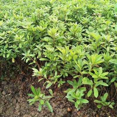 毛杜鵑球 廣東中山公園綠化用的花卉苗木批發(fā)價格 多少錢一棵