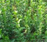 優(yōu)質(zhì)衛(wèi)矛首推青州森源花卉苗木 衛(wèi)矛種植基地-青州市森源花卉苗木提供優(yōu)質(zhì)衛(wèi)矛首推青州森源花卉苗木 衛(wèi)矛種植基地的相關(guān)介紹、產(chǎn)品、服務(wù)、圖片、價(jià)格衛(wèi)矛、小區(qū)綠化用苗、綠化工程用苗、小區(qū)綠化樹(shù)苗、青州綠化苗木基地、濰坊道路綠化樹(shù)苗、