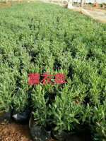 馬鞭草批發(fā)價格 馬鞭草小苗 馬鞭草種植基地 宿根花卉苗木基地