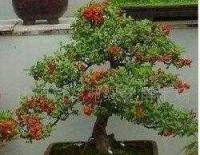 花卉盆景,花木盆景,苗木盆景,觀賞盆景[供應(yīng)]_盆景_世界工廠網(wǎng)中國產(chǎn)品信息庫