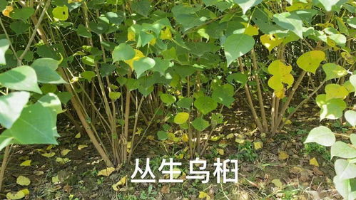 考察重點(diǎn) 2020 中苗會(huì)首屆烏桕產(chǎn)業(yè)發(fā)展論壇