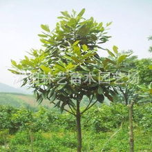 廣玉蘭樹苗 又名大花玉蘭 適合庭院種植 米徑3.5cm供應(yīng)商 廣玉蘭樹苗 又名大花玉蘭 適合庭院種植 米徑