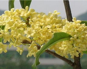 桂花樹圖片 桂花樹種植技術(shù)