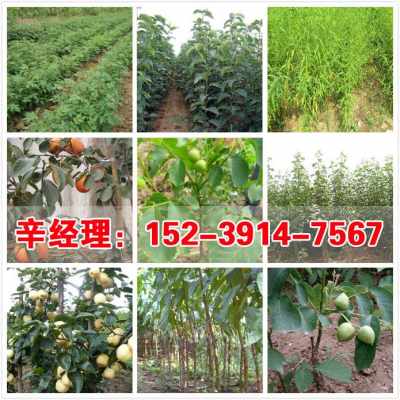 2021歡迎訪問 滎陽(yáng)3公分蘋果樹苗苗圃 股份集團(tuán)