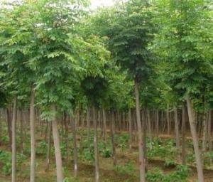 【2015】新疆 白蠟_新疆小葉白蠟樹苗價(jià)格_新疆白蠟種植基地
