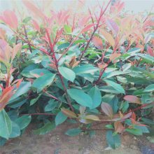 【新型廠區(qū)綠化,工廠綠化設(shè)計(jì)施工,工廠綠化栽植技術(shù)指導(dǎo)圖片】新型廠區(qū)綠化,工廠綠化設(shè)計(jì)施工,工廠綠化栽植技術(shù)指導(dǎo) - 青州市茗茜花卉苗木專業(yè)合作社