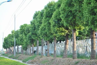 湖南引導(dǎo)支持花卉苗木產(chǎn)業(yè)轉(zhuǎn)型發(fā)展