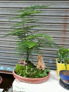 永州市成立花木盆景協(xié)會(huì) 500多家盆景花木種植戶