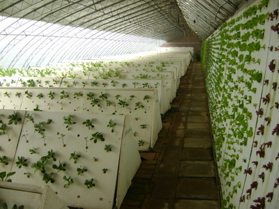 --克隆技術(shù),克隆,植物克隆,珍稀苗木,植物克隆技術(shù),植物,植物資源,植物新品種,水 培花卉技術(shù),芽苗菜,植物非試管快繁技術(shù)-浙江省麗水市農(nóng)科所