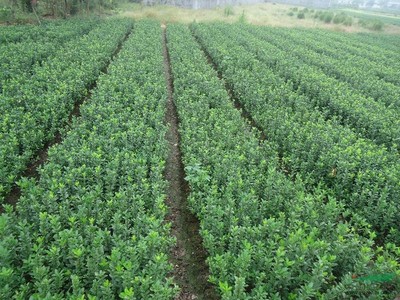 【企業(yè)景觀設(shè)計(jì)方案工廠綠化常用苗木大葉黃楊】?jī)r(jià)格,廠家,大葉黃楊