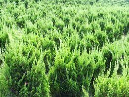 供應(yīng)山東青州麗穎花卉苗木基地是專業(yè)的龍柏種植基地_農(nóng)副產(chǎn)品_世界工廠網(wǎng)中國(guó)產(chǎn)品信息庫(kù)