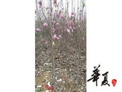 精品紅 黃玉蘭大量常年供貨,南陽(yáng)玉蘭苗木花卉種植專業(yè)合作社 供應(yīng)產(chǎn)品 南陽(yáng)玉蘭苗木花卉種植專業(yè)合作社