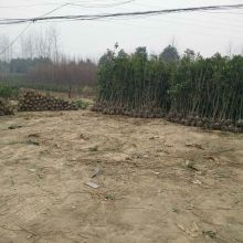 潢川縣博鰲花木種植專業(yè)合作社 供應(yīng)產(chǎn)品