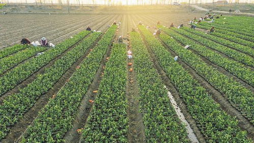 栽植冬青 拓寬農(nóng)民致富路